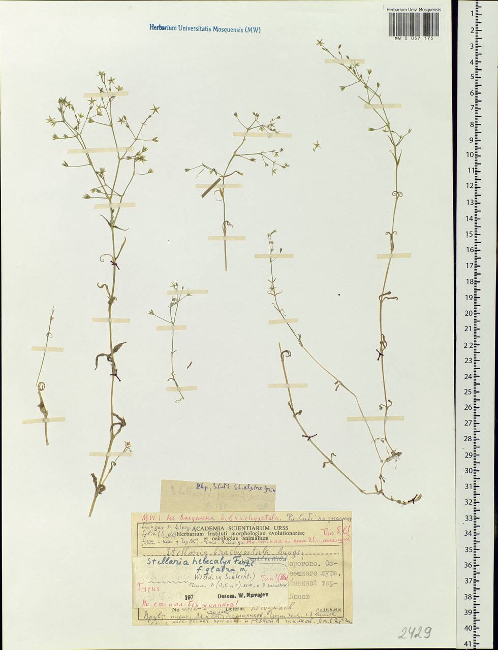 Stellaria hebecalyx Fenzl, Siberia, Central Siberia (S3) (Russia)