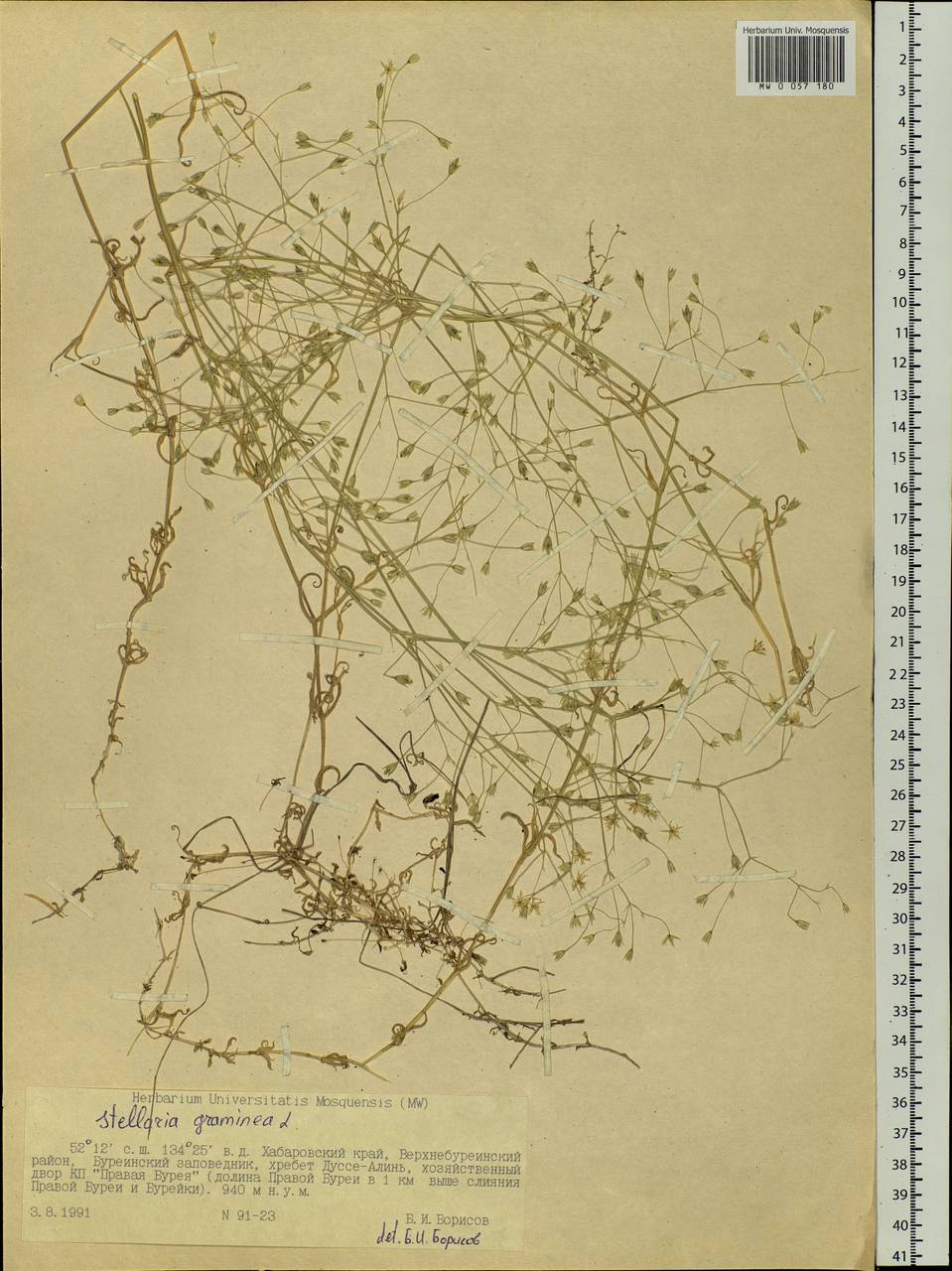 Stellaria graminea L., Siberia, Russian Far East (S6) (Russia)