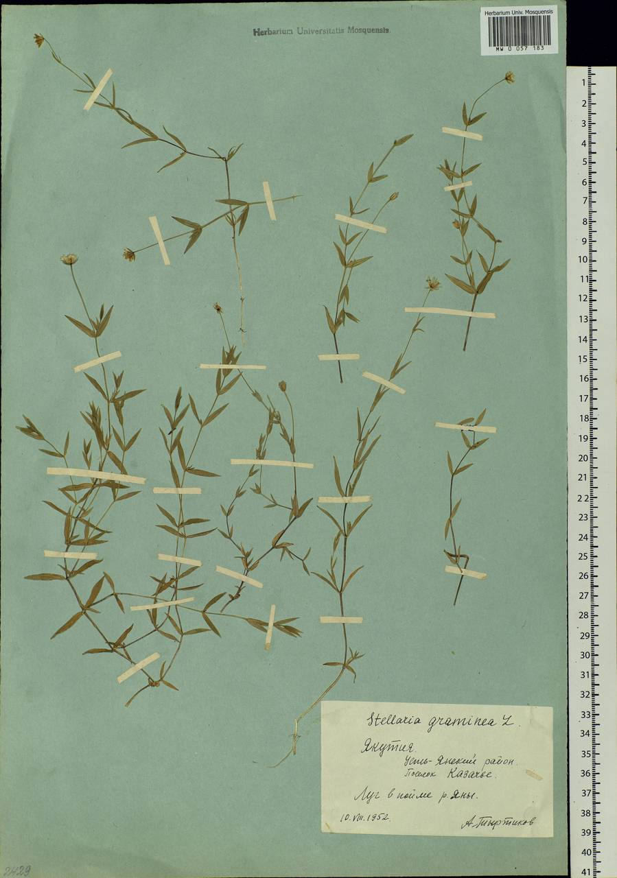 Stellaria graminea L., Siberia, Yakutia (S5) (Russia)