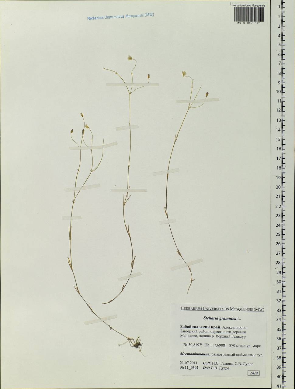 Stellaria graminea L., Siberia, Baikal & Transbaikal region (S4) (Russia)