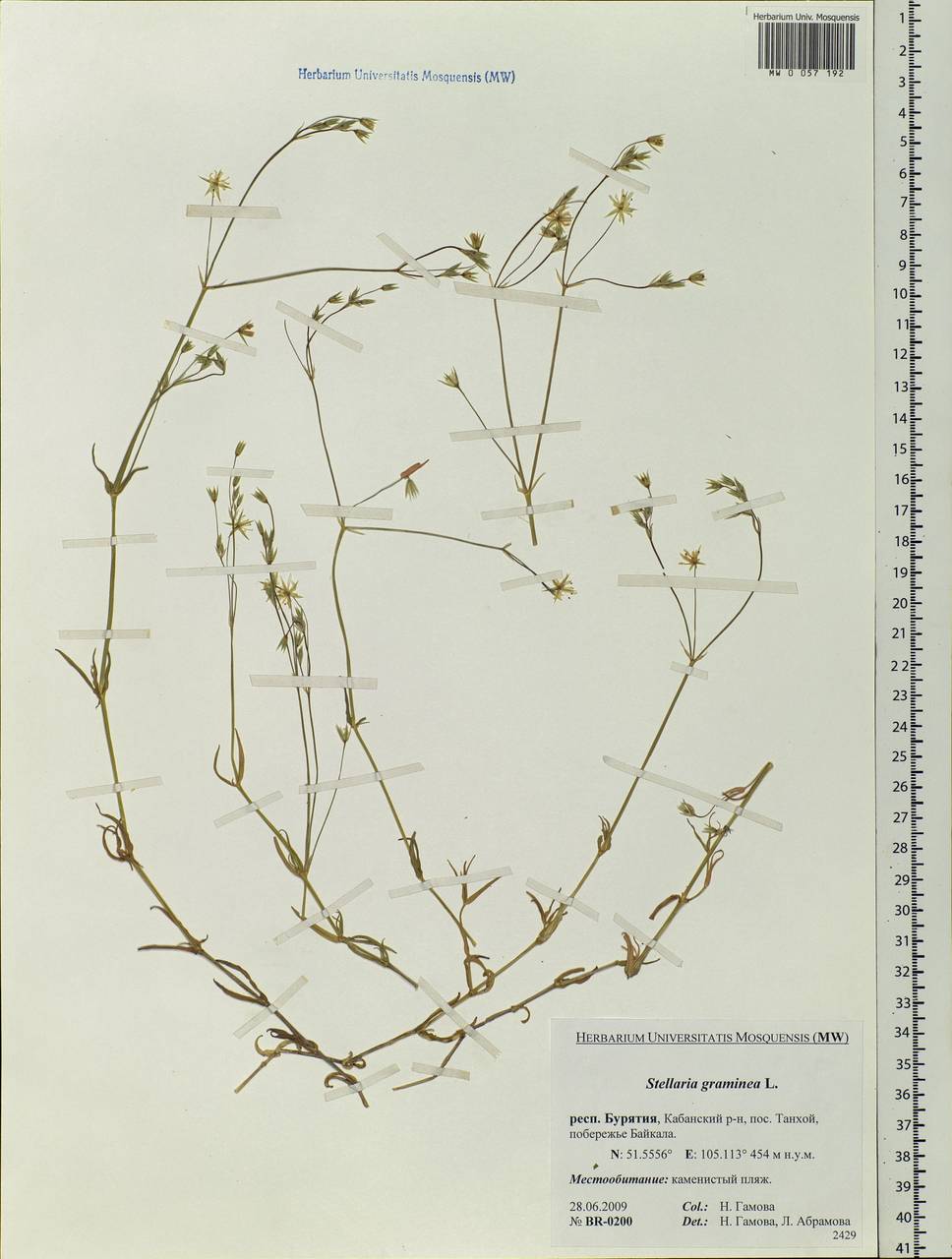 Stellaria graminea L., Siberia, Baikal & Transbaikal region (S4) (Russia)