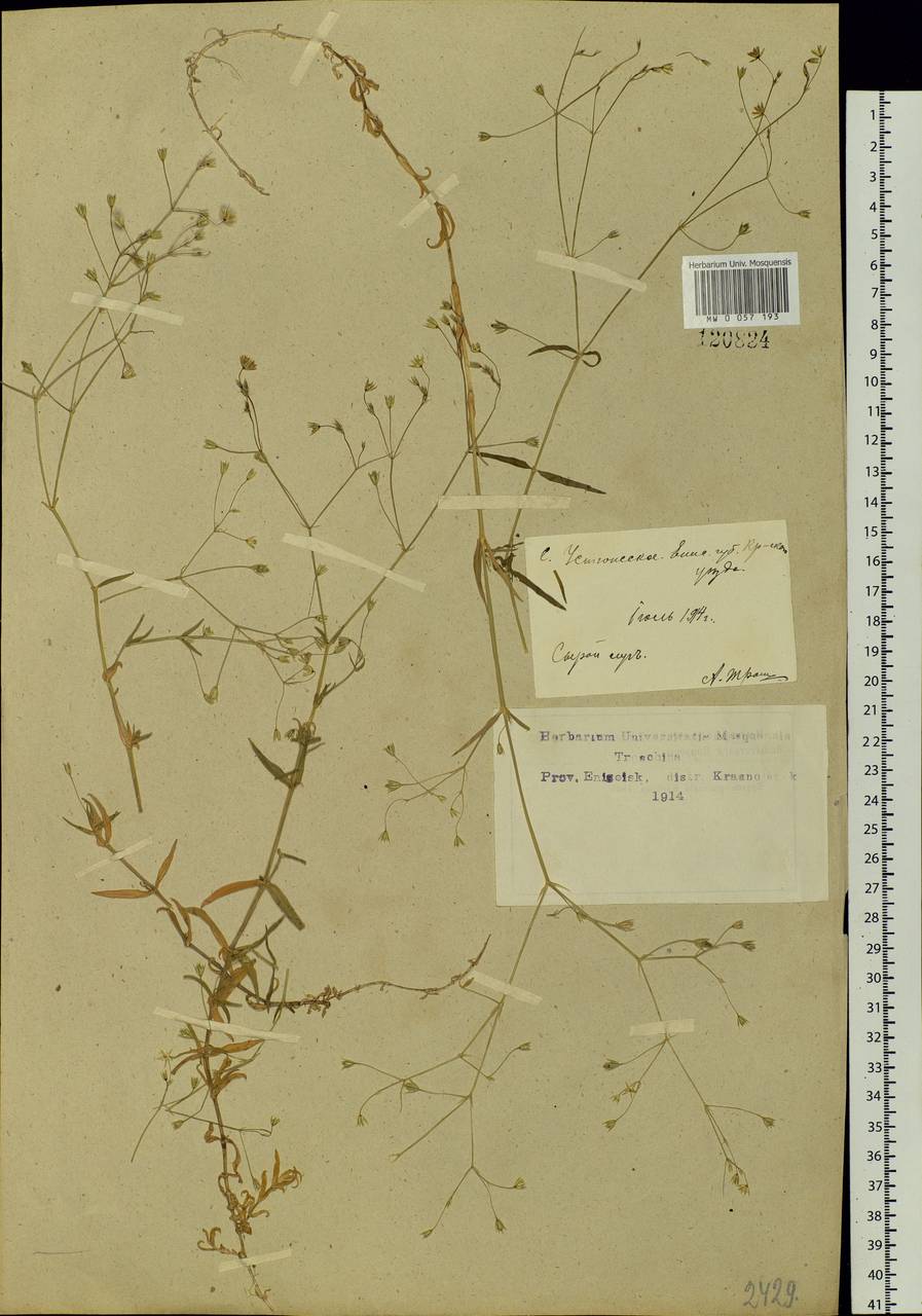 Stellaria graminea L., Siberia, Central Siberia (S3) (Russia)