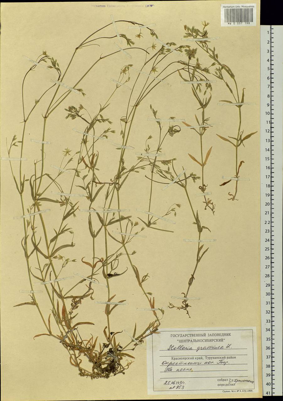 Stellaria graminea L., Siberia, Central Siberia (S3) (Russia)