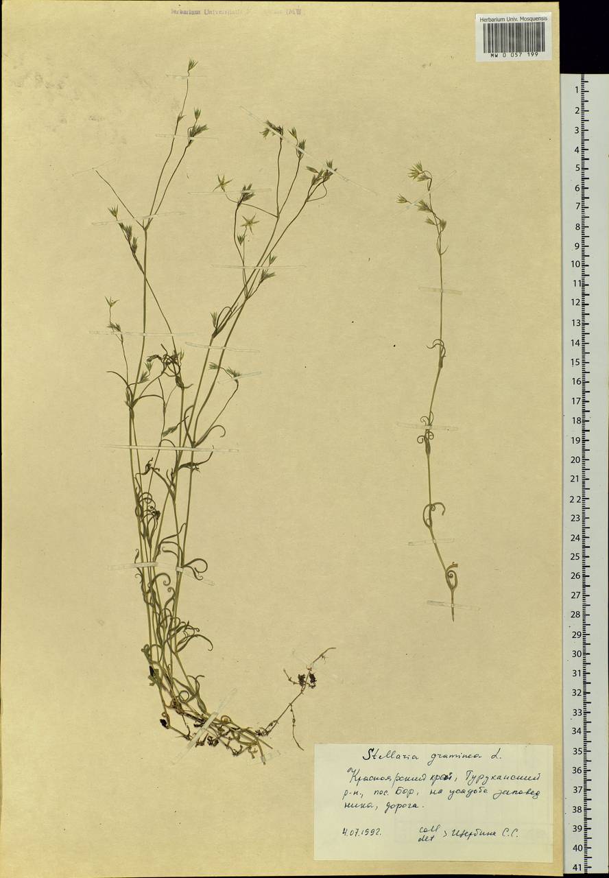 Stellaria graminea L., Siberia, Central Siberia (S3) (Russia)