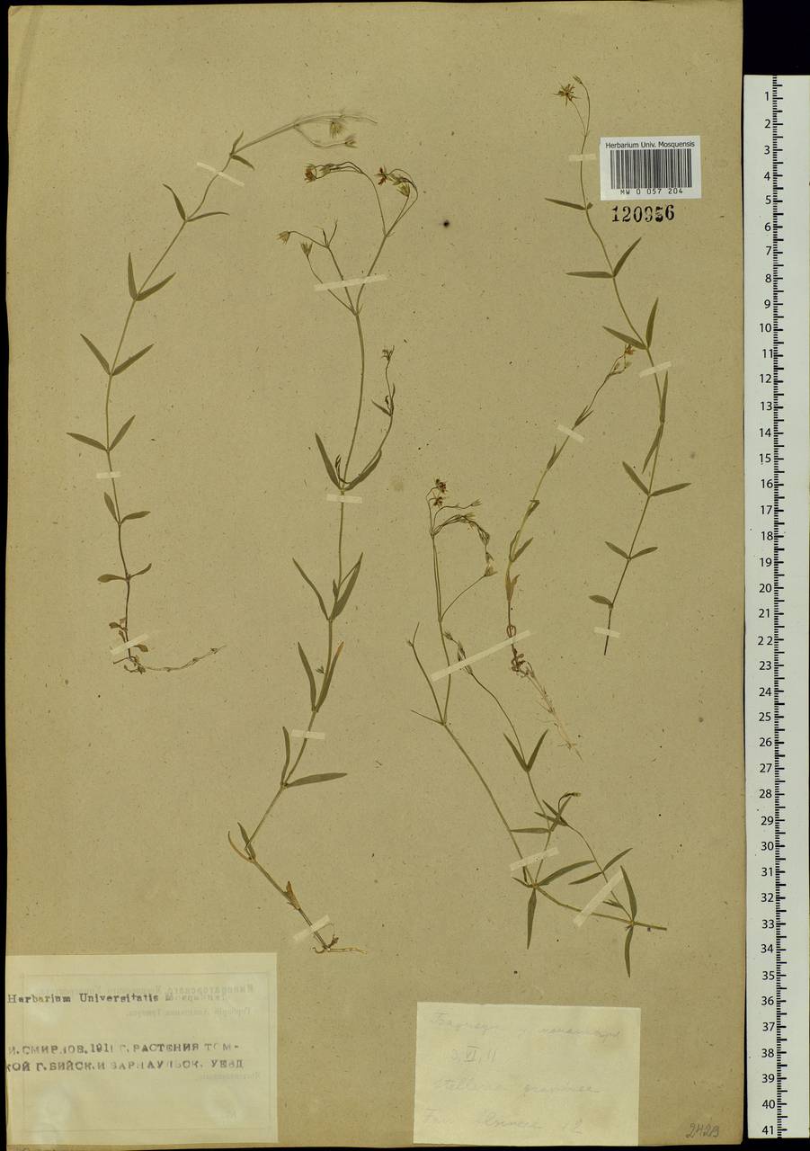 Stellaria graminea L., Siberia, Altai & Sayany Mountains (S2) (Russia)