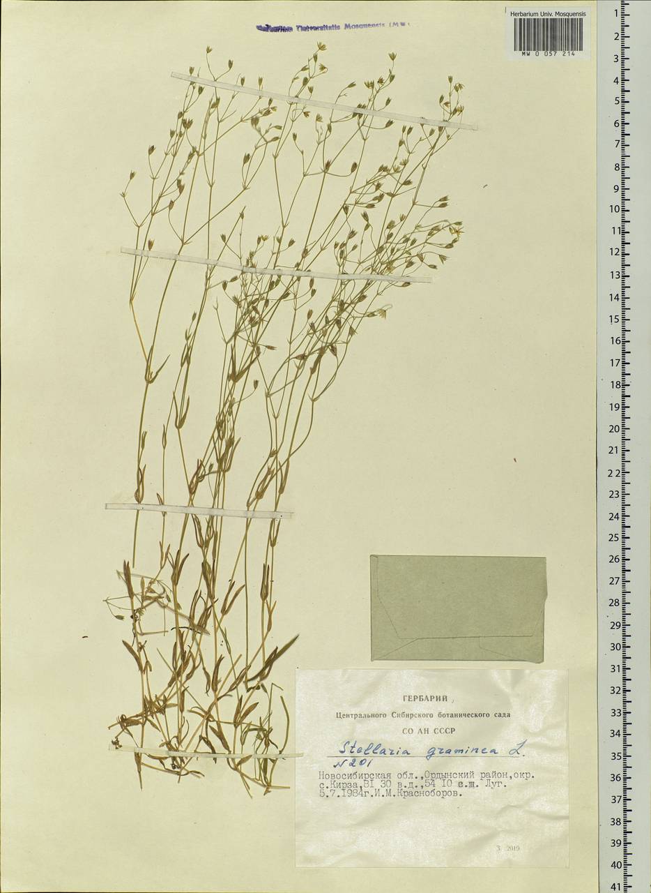 Stellaria graminea L., Siberia, Western Siberia (S1) (Russia)