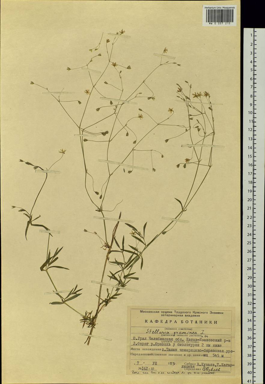 Stellaria graminea L., Eastern Europe, Eastern region (E10) (Russia)