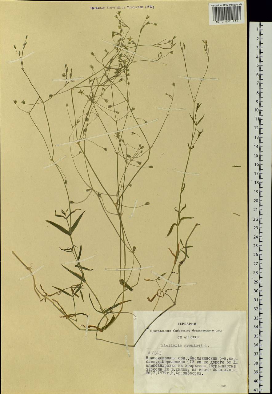 Stellaria graminea L., Siberia, Western Siberia (S1) (Russia)