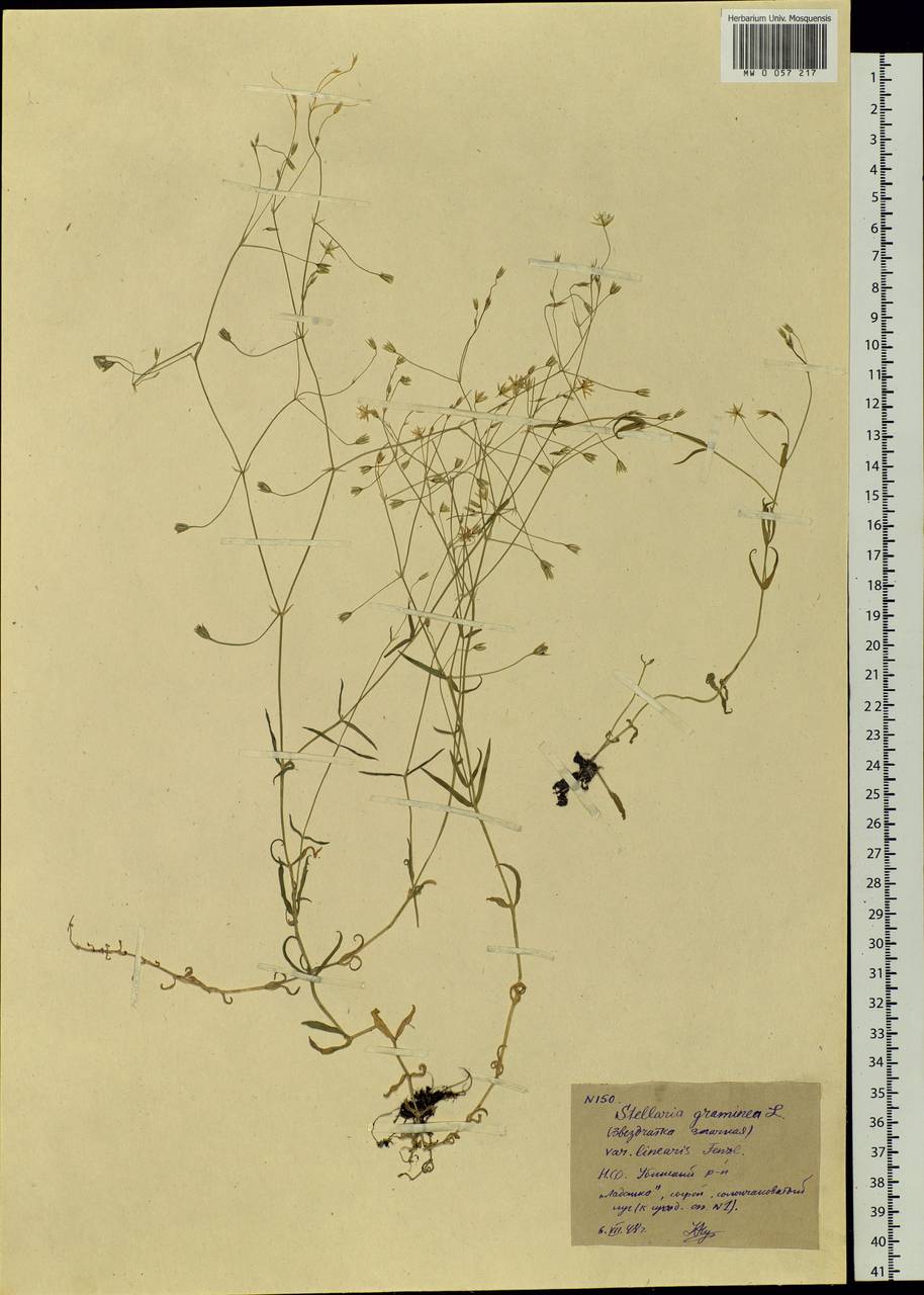 Stellaria graminea L., Siberia, Western Siberia (S1) (Russia)