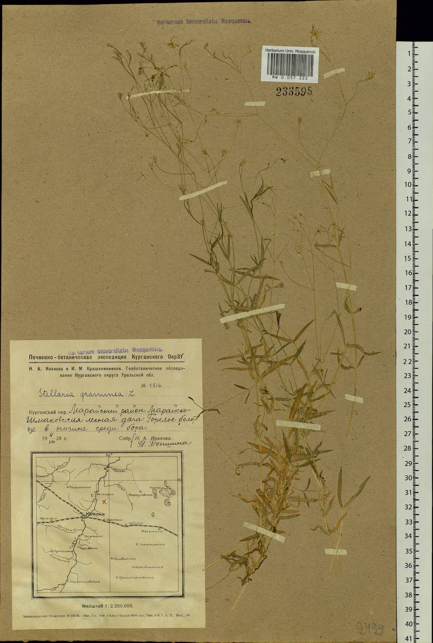 Stellaria graminea L., Siberia, Western Siberia (S1) (Russia)