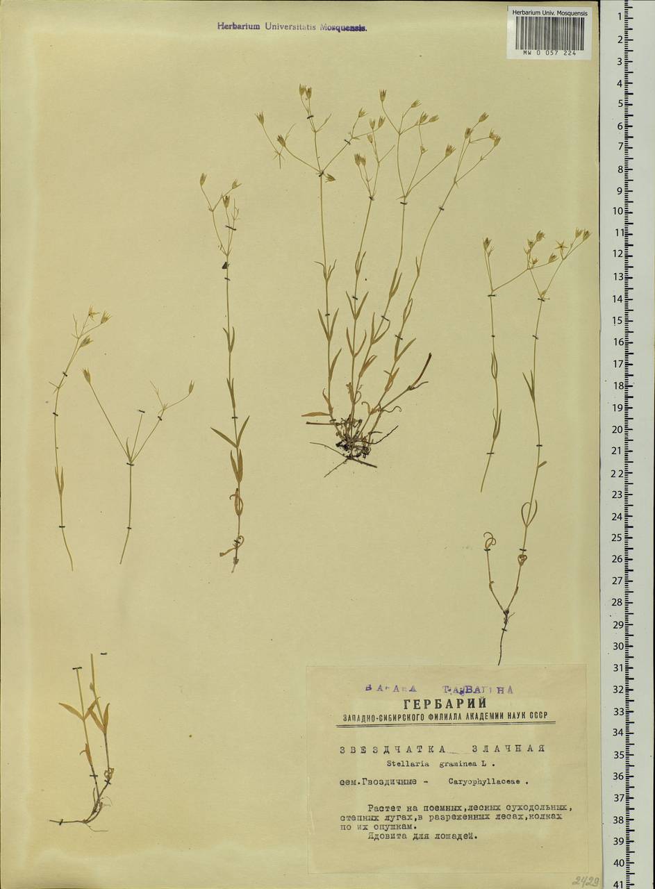 Stellaria graminea L., Siberia, Western Siberia (S1) (Russia)
