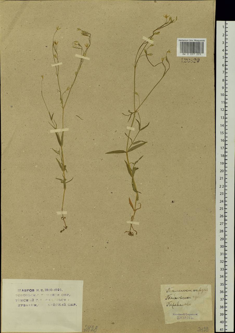 Stellaria graminea L., Siberia, Western Siberia (S1) (Russia)