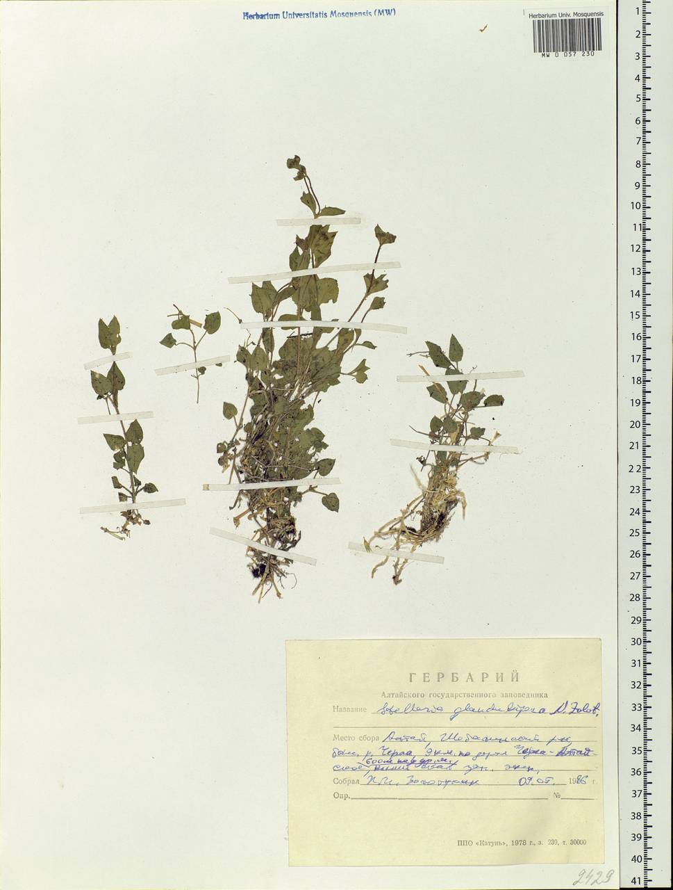 Stellaria zolotuchinii A.L.Ebel, Siberia, Altai & Sayany Mountains (S2) (Russia)