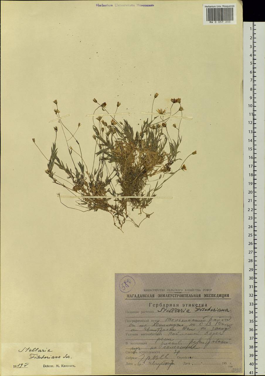 Stellaria fischeriana Ser., Siberia, Chukotka & Kamchatka (S7) (Russia)