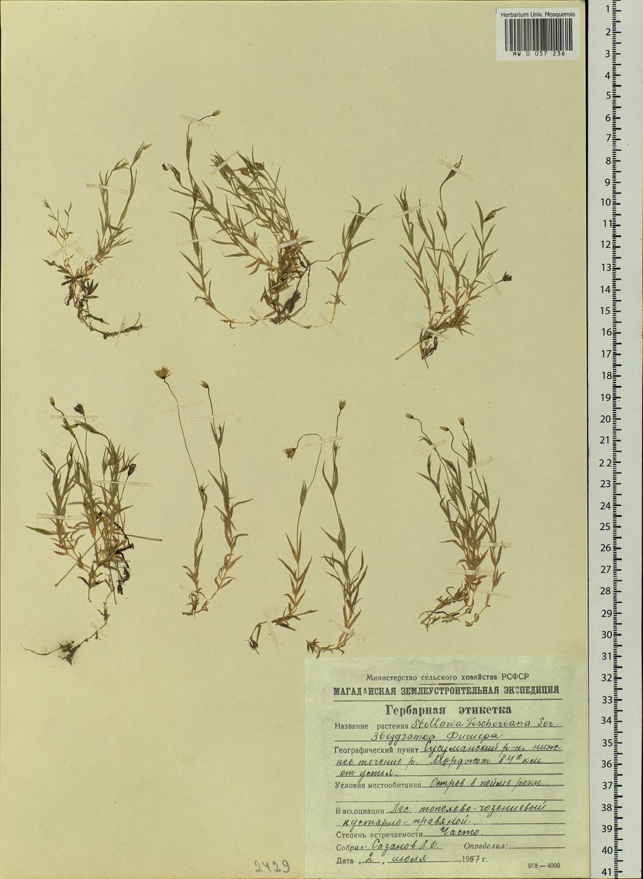 Stellaria fischeriana Ser., Siberia, Chukotka & Kamchatka (S7) (Russia)