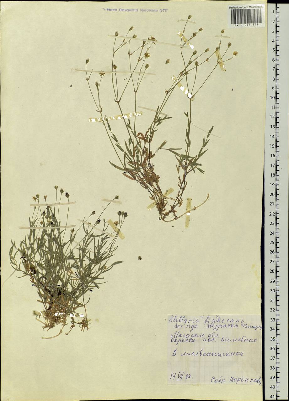 Stellaria fischeriana Ser., Siberia, Chukotka & Kamchatka (S7) (Russia)