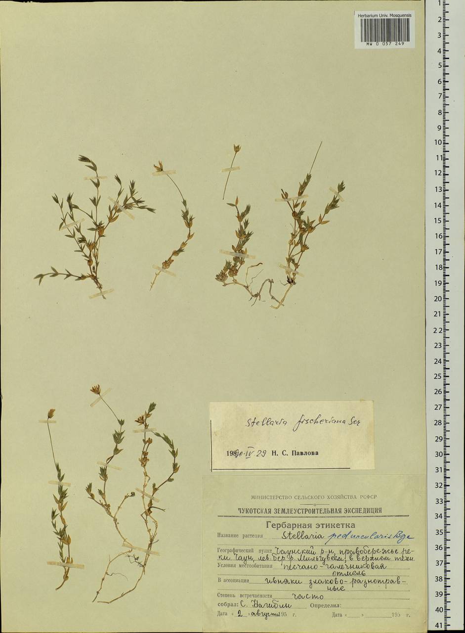 Stellaria fischeriana Ser., Siberia, Chukotka & Kamchatka (S7) (Russia)