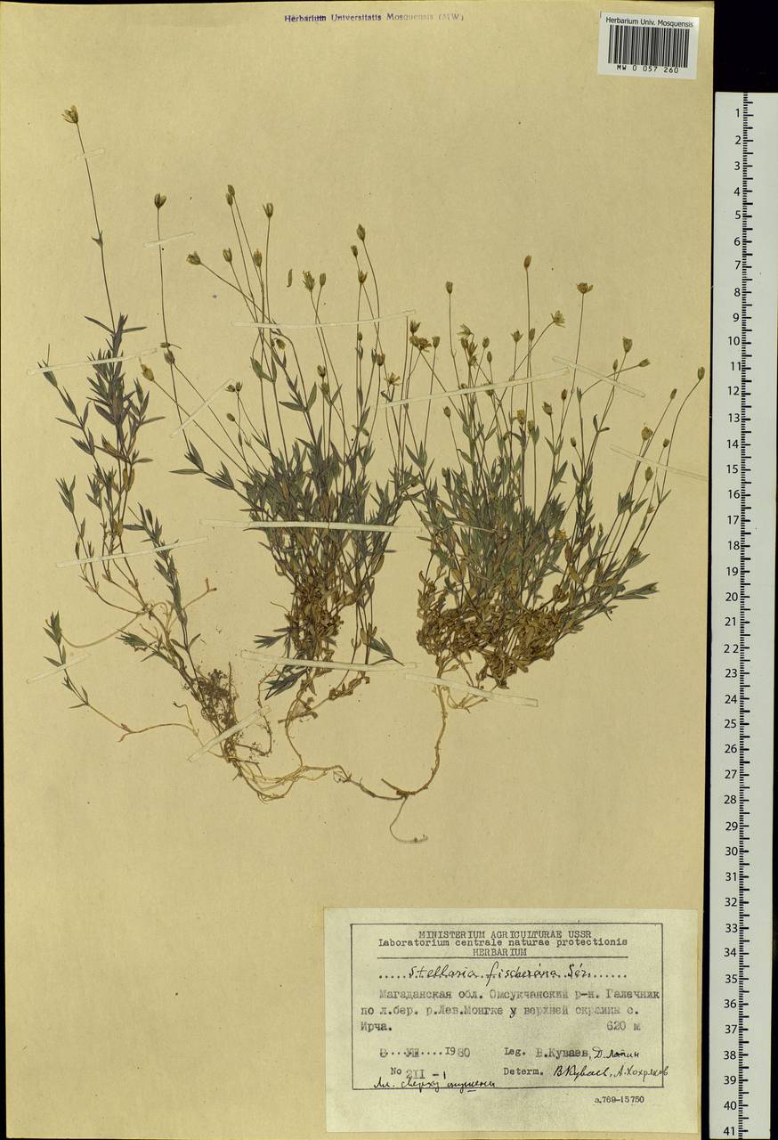 Stellaria fischeriana Ser., Siberia, Chukotka & Kamchatka (S7) (Russia)