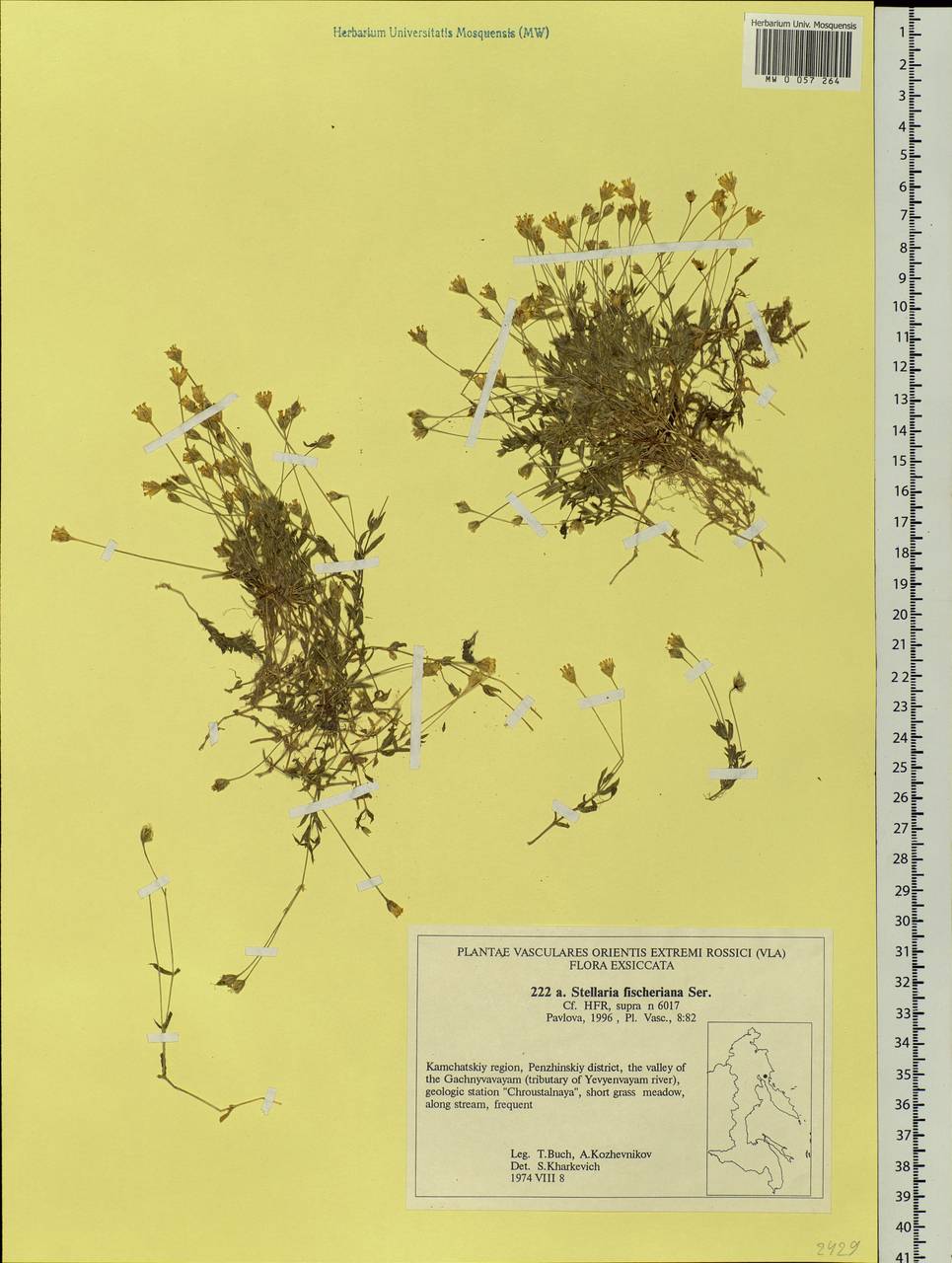 Stellaria fischeriana Ser., Siberia, Chukotka & Kamchatka (S7) (Russia)
