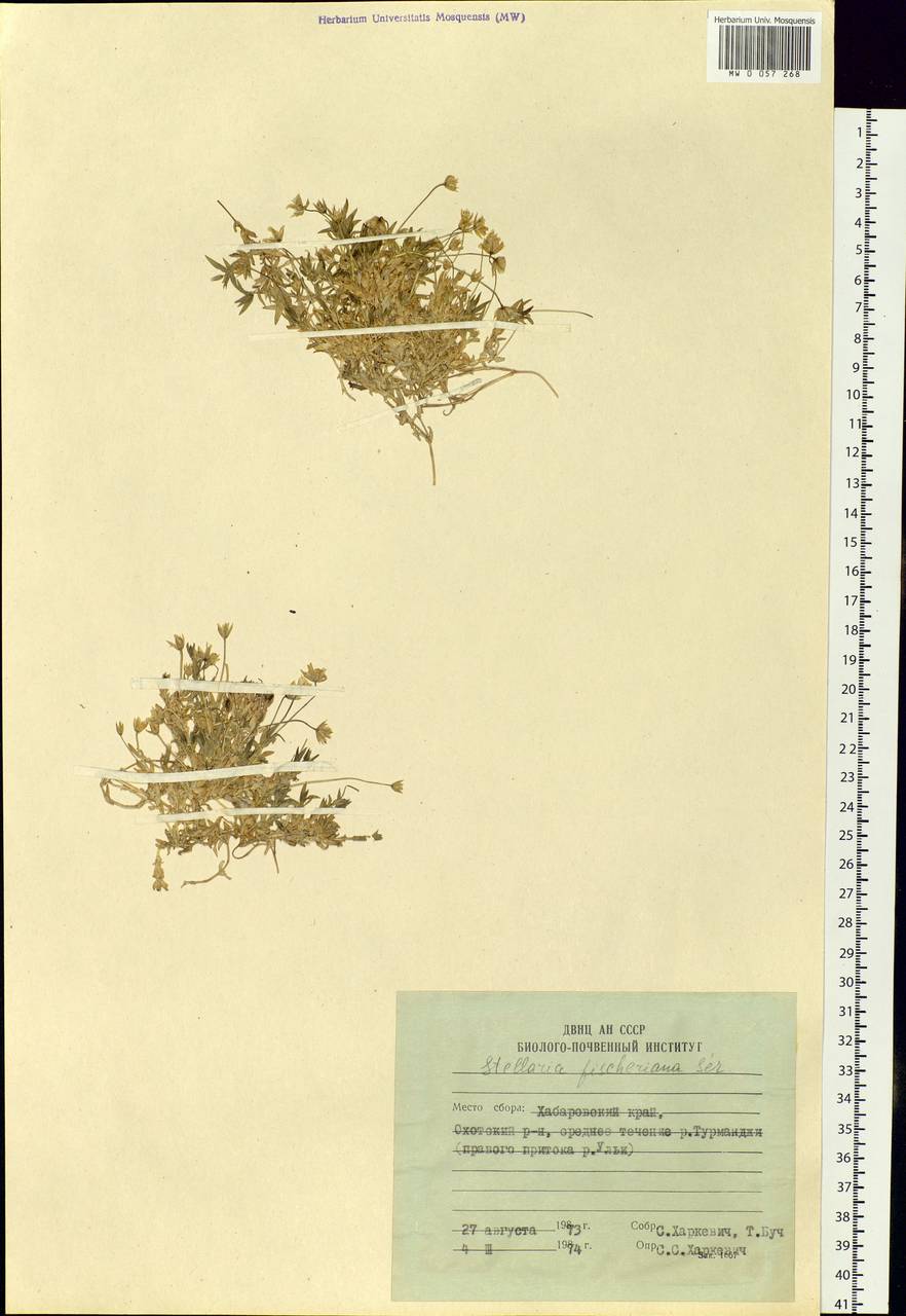 Stellaria fischeriana Ser., Siberia, Russian Far East (S6) (Russia)