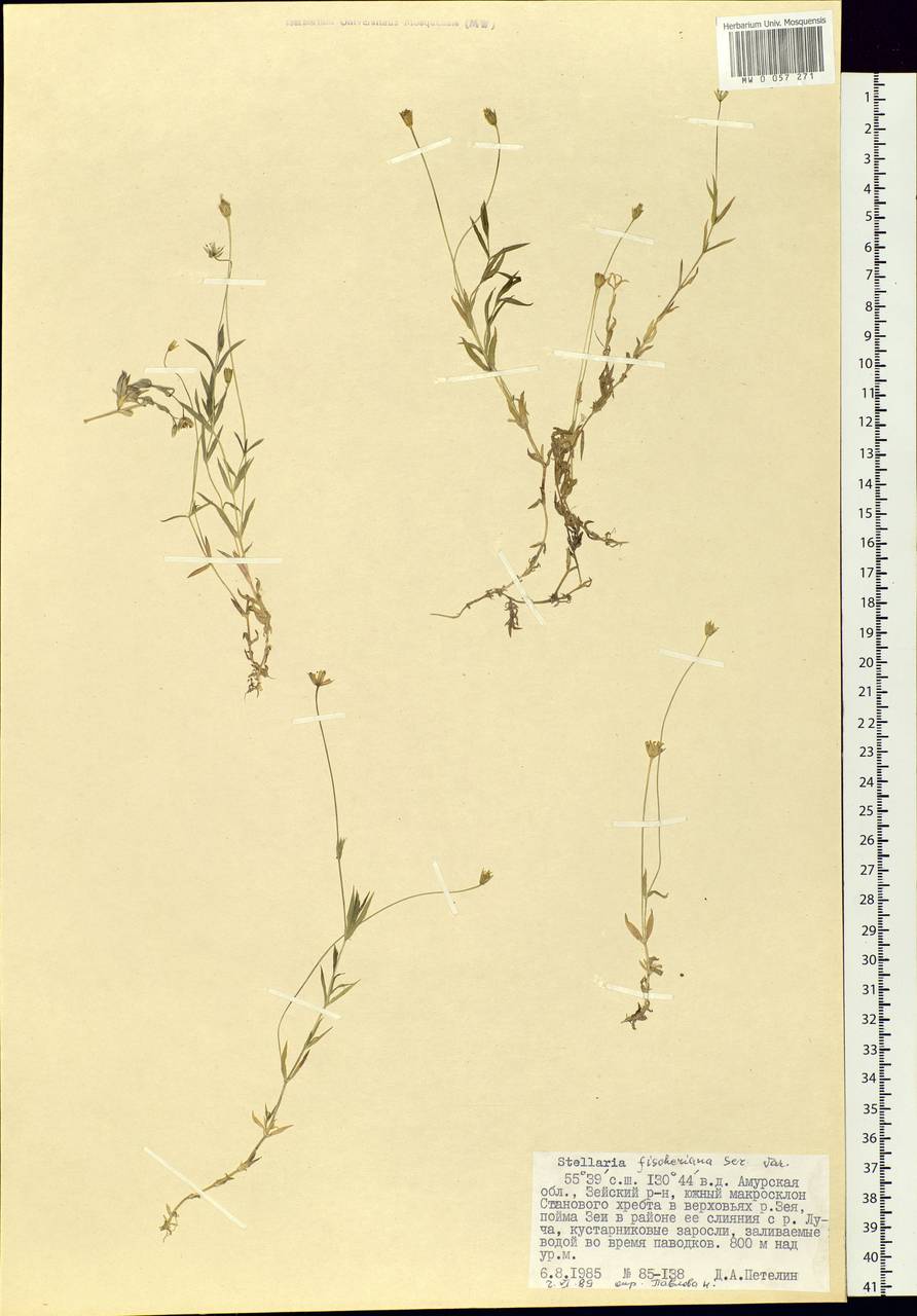 Stellaria fischeriana Ser., Siberia, Russian Far East (S6) (Russia)