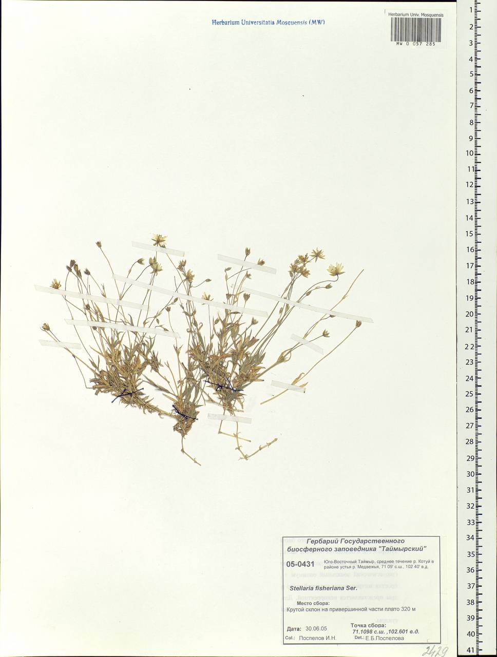 Stellaria fischeriana Ser., Siberia, Central Siberia (S3) (Russia)