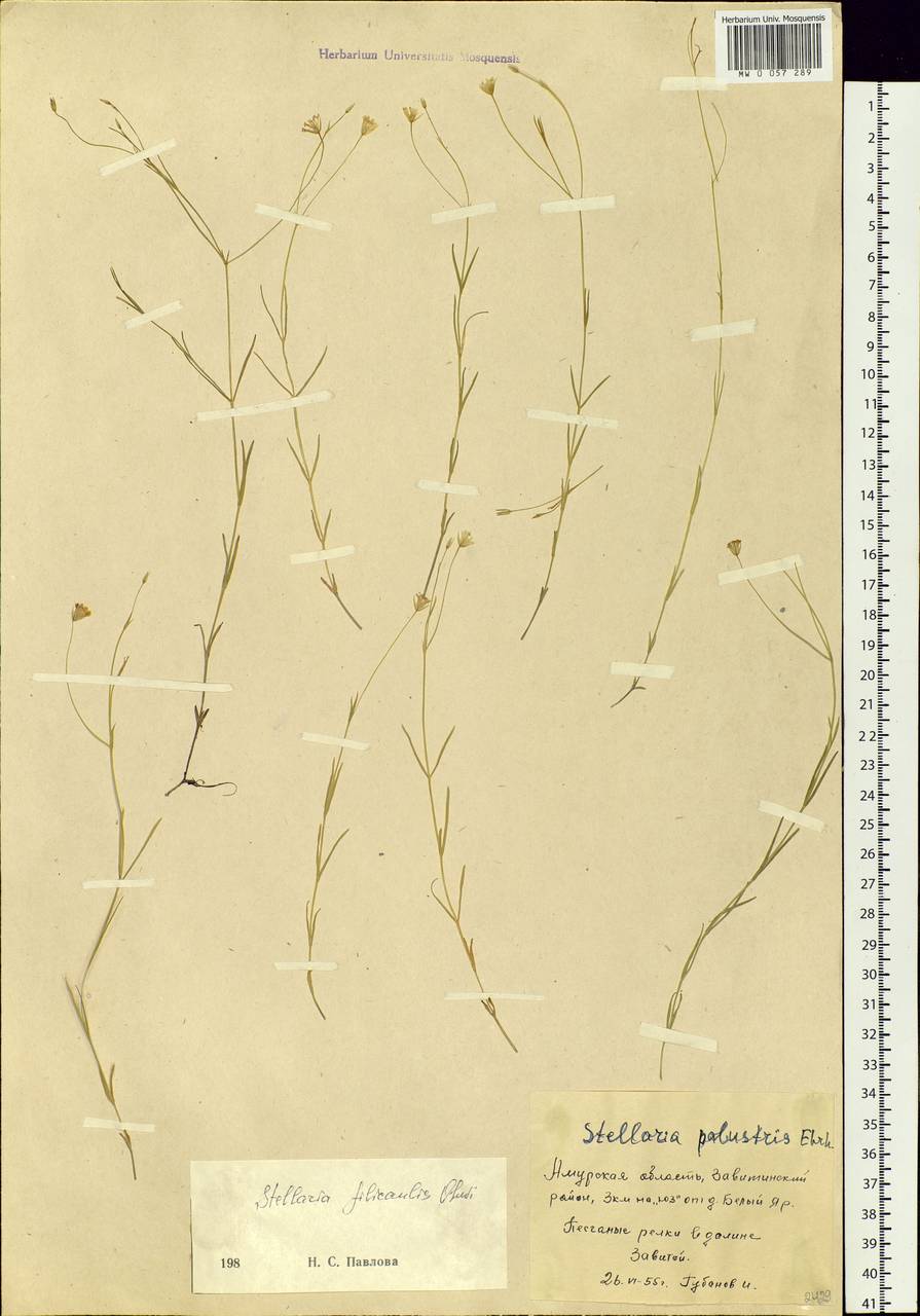 Stellaria filicaulis Makino, Siberia, Russian Far East (S6) (Russia)