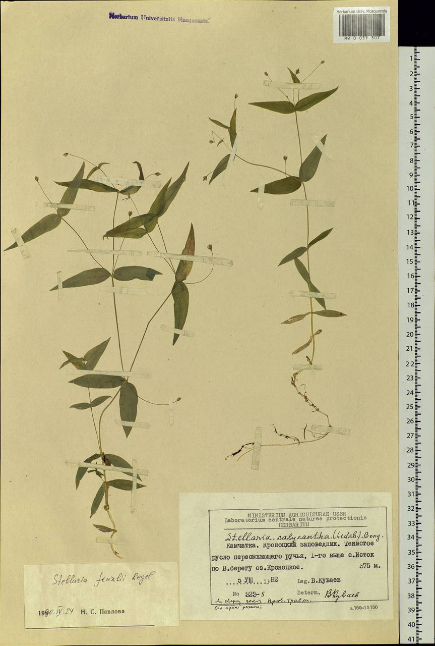 Stellaria fenzlii Regel, Siberia, Chukotka & Kamchatka (S7) (Russia)