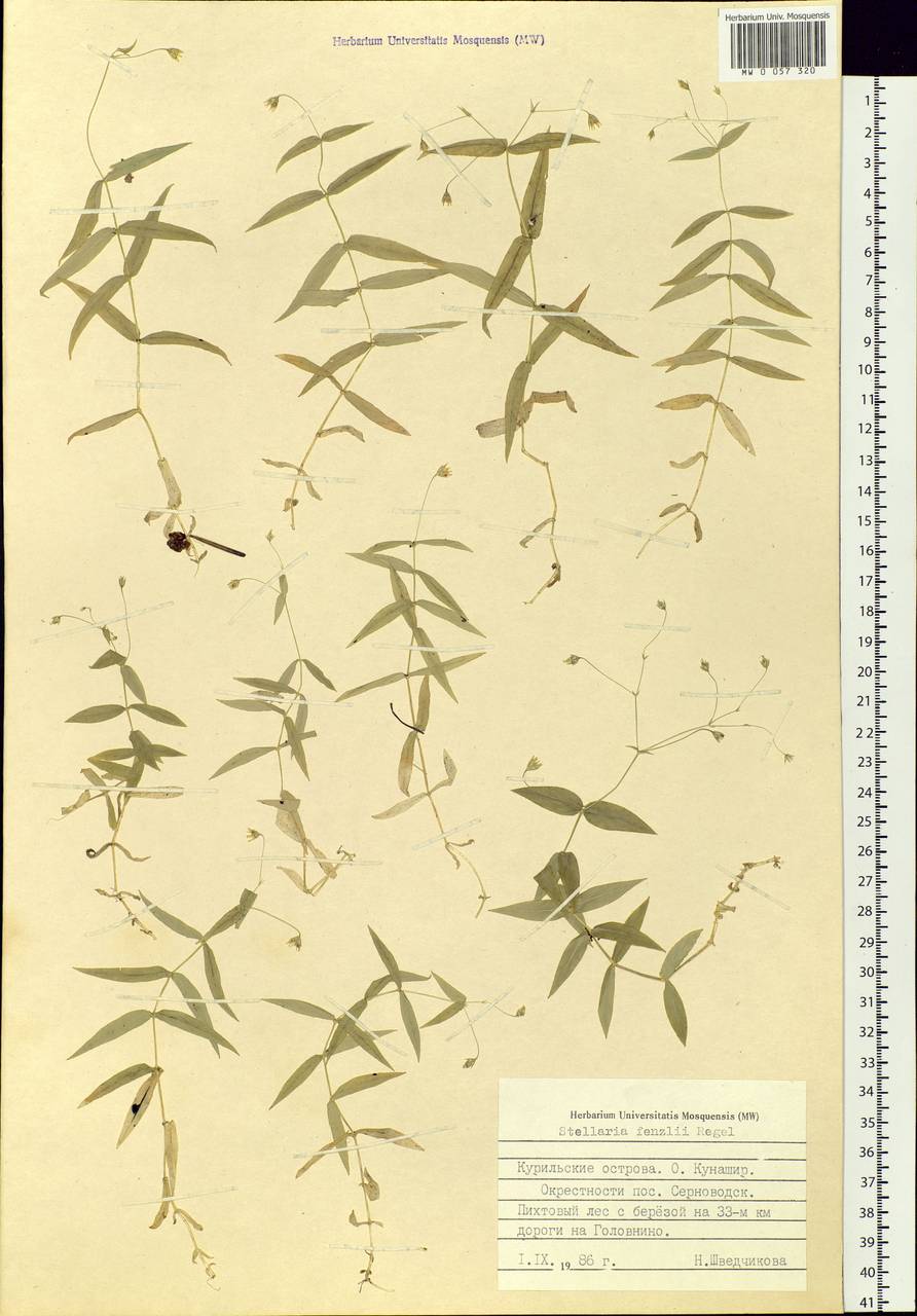 Stellaria fenzlii Regel, Siberia, Russian Far East (S6) (Russia)
