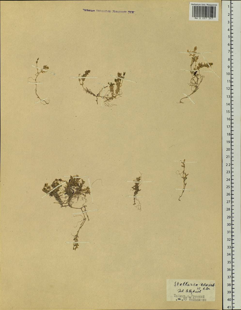 Stellaria edwardsii R. Br., Siberia, Central Siberia (S3) (Russia)