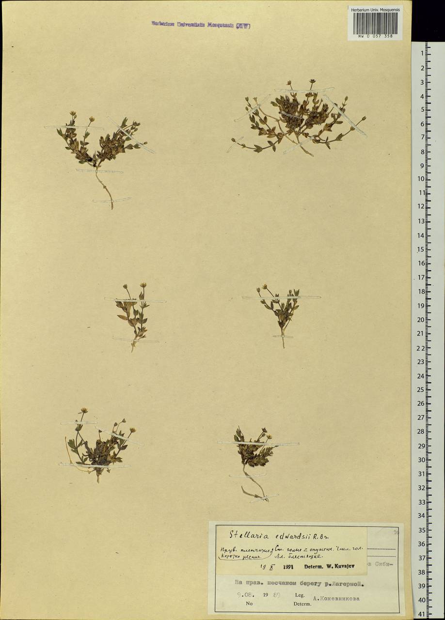Stellaria edwardsii R. Br., Siberia, Central Siberia (S3) (Russia)