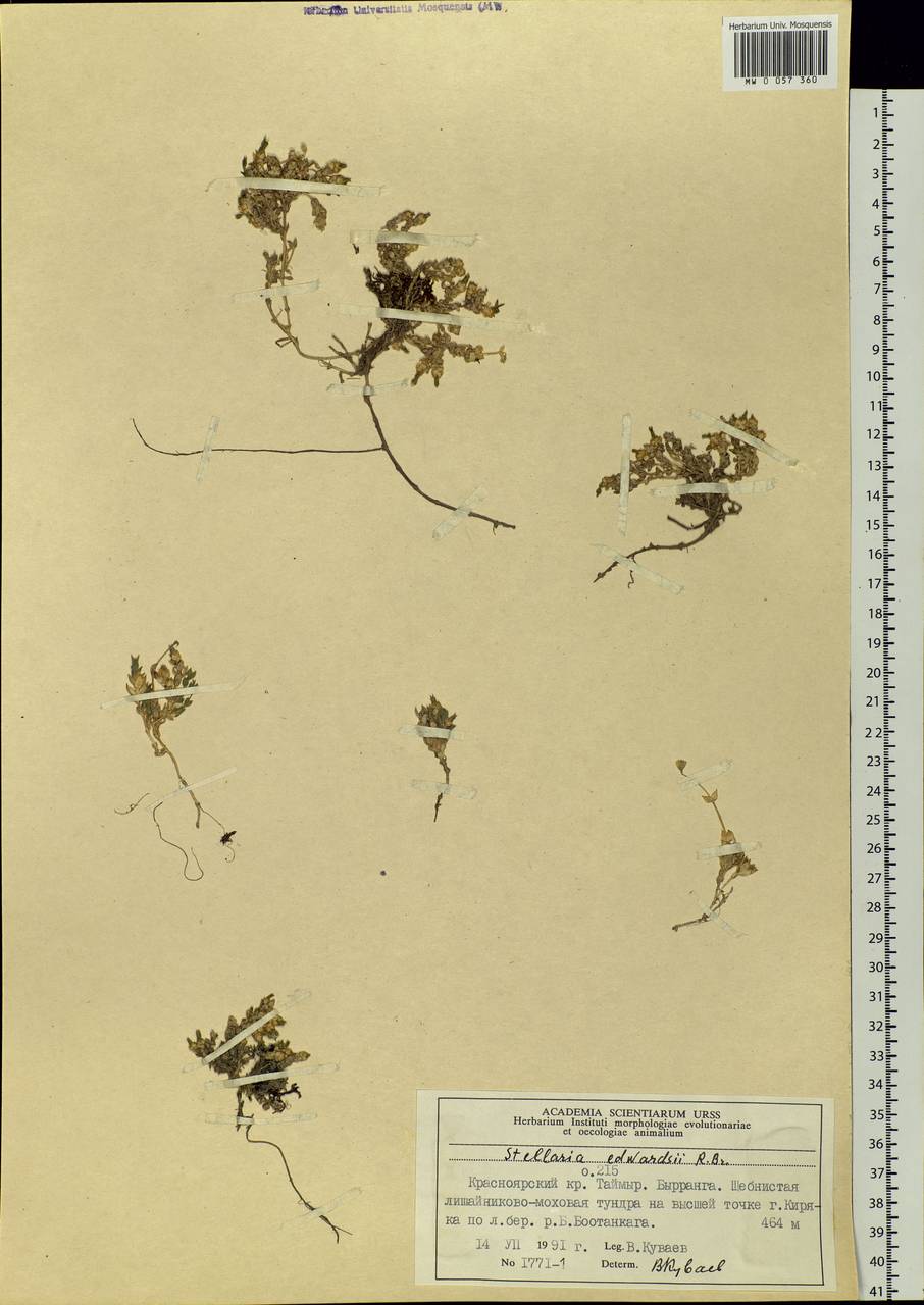 Stellaria edwardsii R. Br., Siberia, Central Siberia (S3) (Russia)