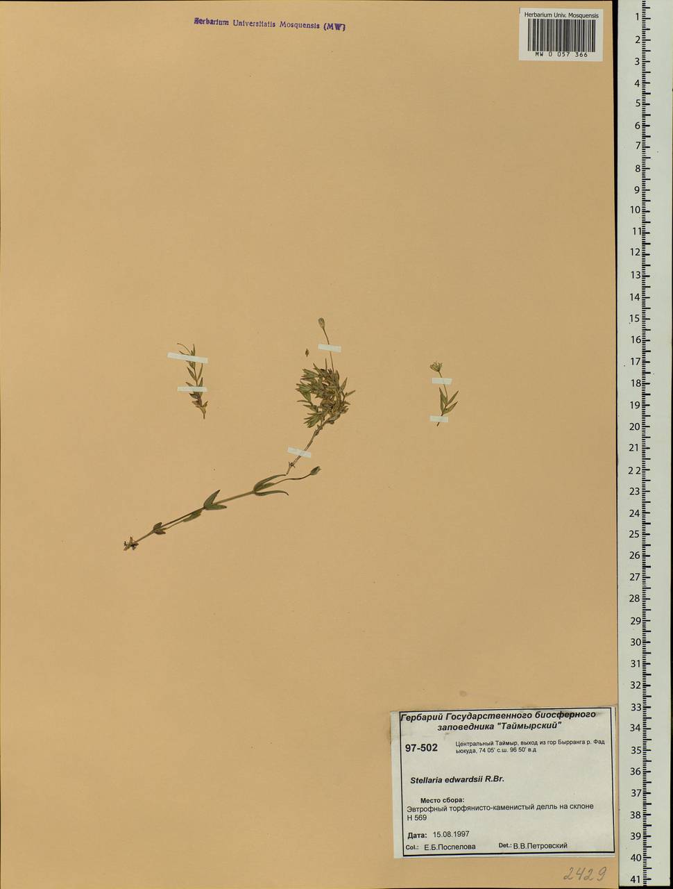 Stellaria edwardsii R. Br., Siberia, Central Siberia (S3) (Russia)