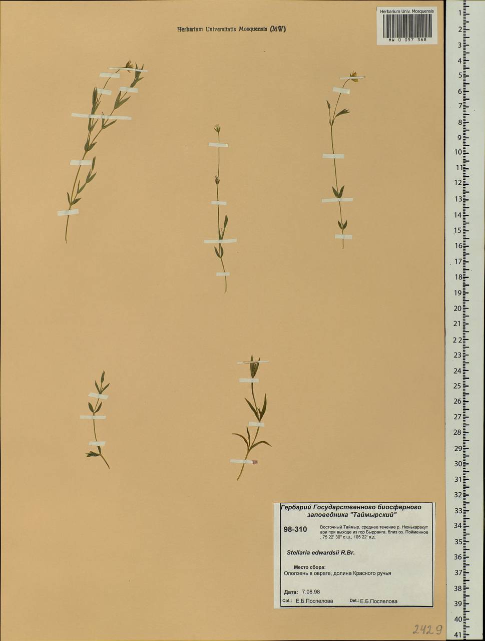 Stellaria edwardsii R. Br., Siberia, Central Siberia (S3) (Russia)