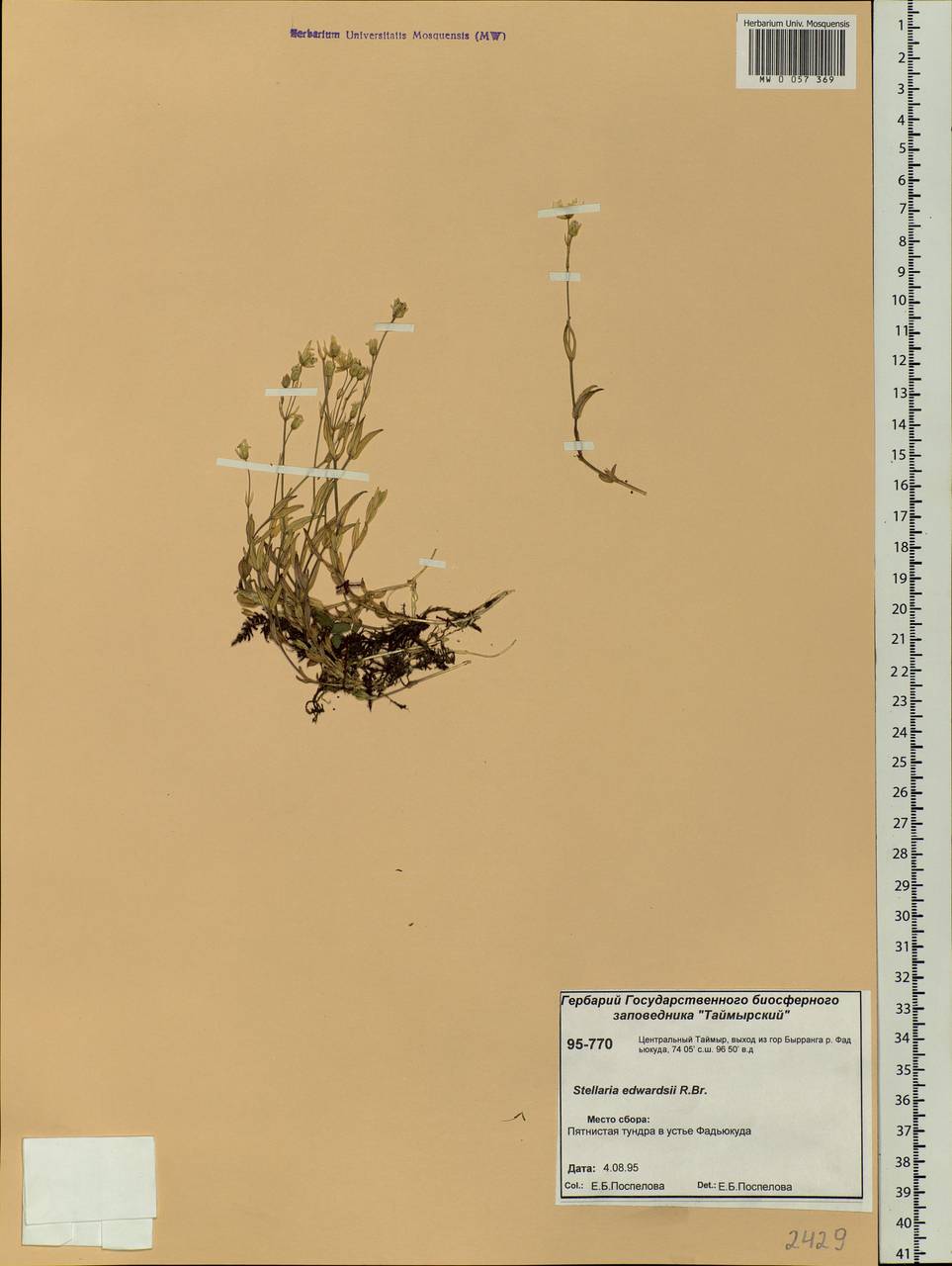 Stellaria edwardsii R. Br., Siberia, Central Siberia (S3) (Russia)