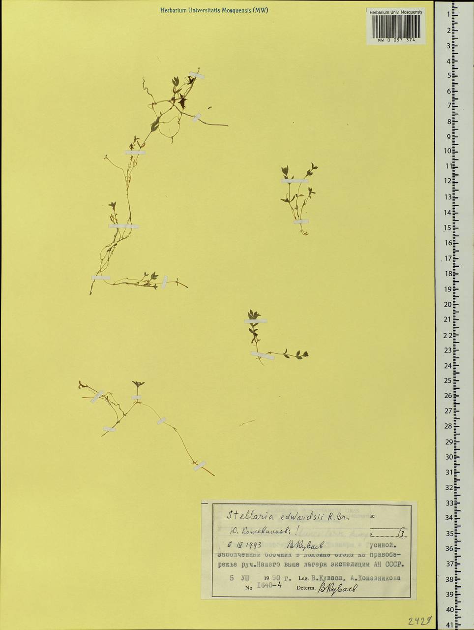 Stellaria edwardsii R. Br., Siberia, Central Siberia (S3) (Russia)