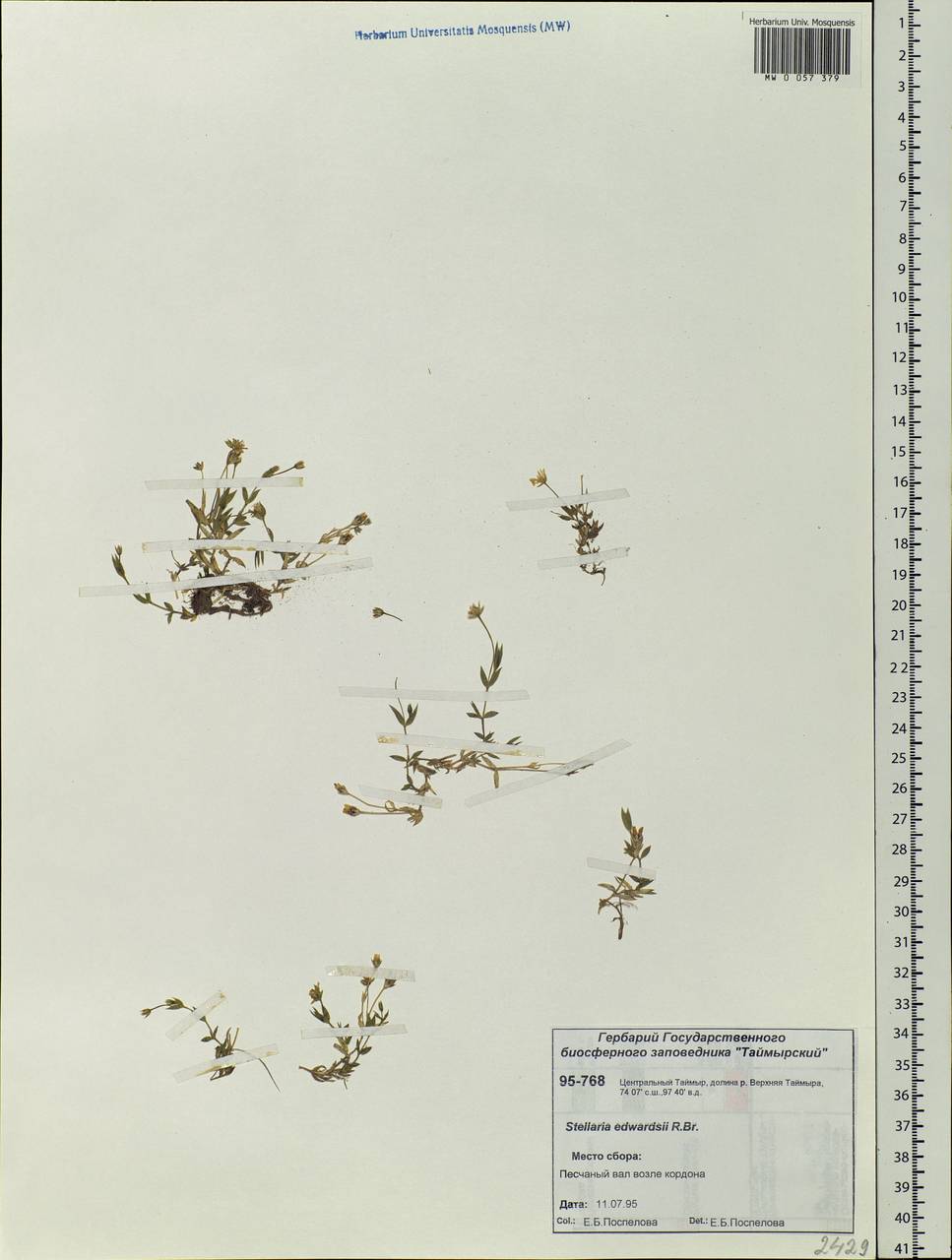 Stellaria edwardsii R. Br., Siberia, Central Siberia (S3) (Russia)