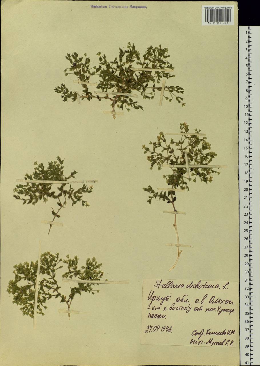 Mesostemma dichotomum (L.) Arabi, Rabeler & Zarre, Siberia, Baikal & Transbaikal region (S4) (Russia)