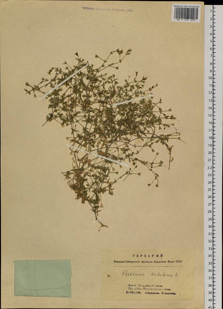Mesostemma dichotomum (L.) Arabi, Rabeler & Zarre, Siberia, Altai & Sayany Mountains (S2) (Russia)