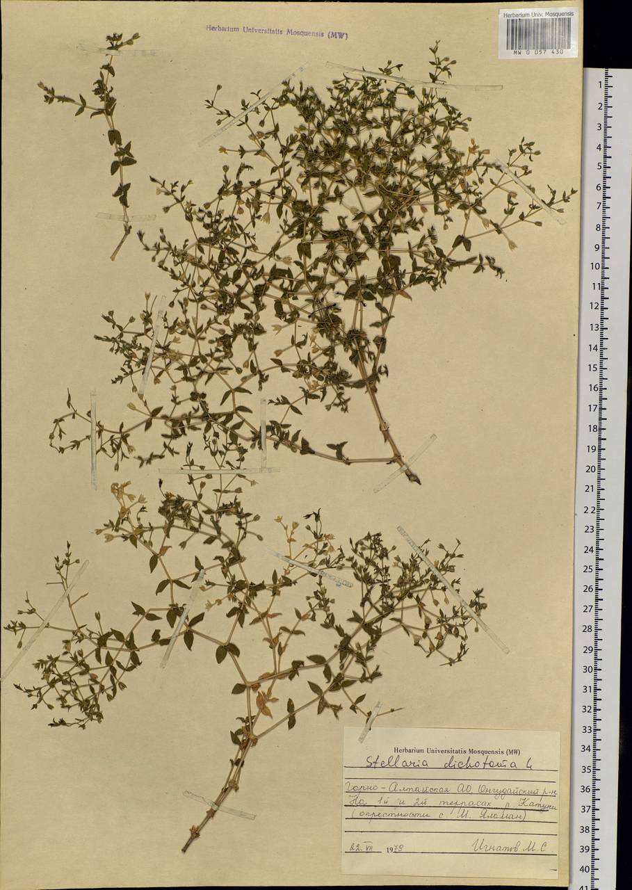Mesostemma dichotomum (L.) Arabi, Rabeler & Zarre, Siberia, Altai & Sayany Mountains (S2) (Russia)