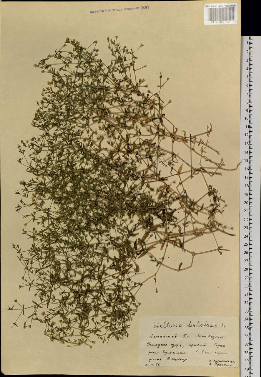 Mesostemma dichotomum (L.) Arabi, Rabeler & Zarre, Siberia, Altai & Sayany Mountains (S2) (Russia)