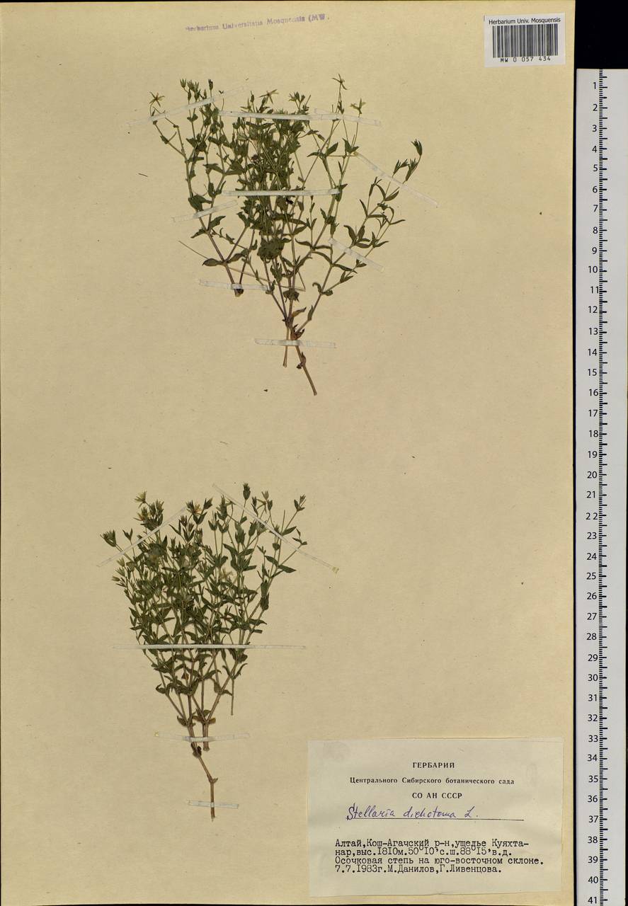 Mesostemma dichotomum (L.) Arabi, Rabeler & Zarre, Siberia, Altai & Sayany Mountains (S2) (Russia)