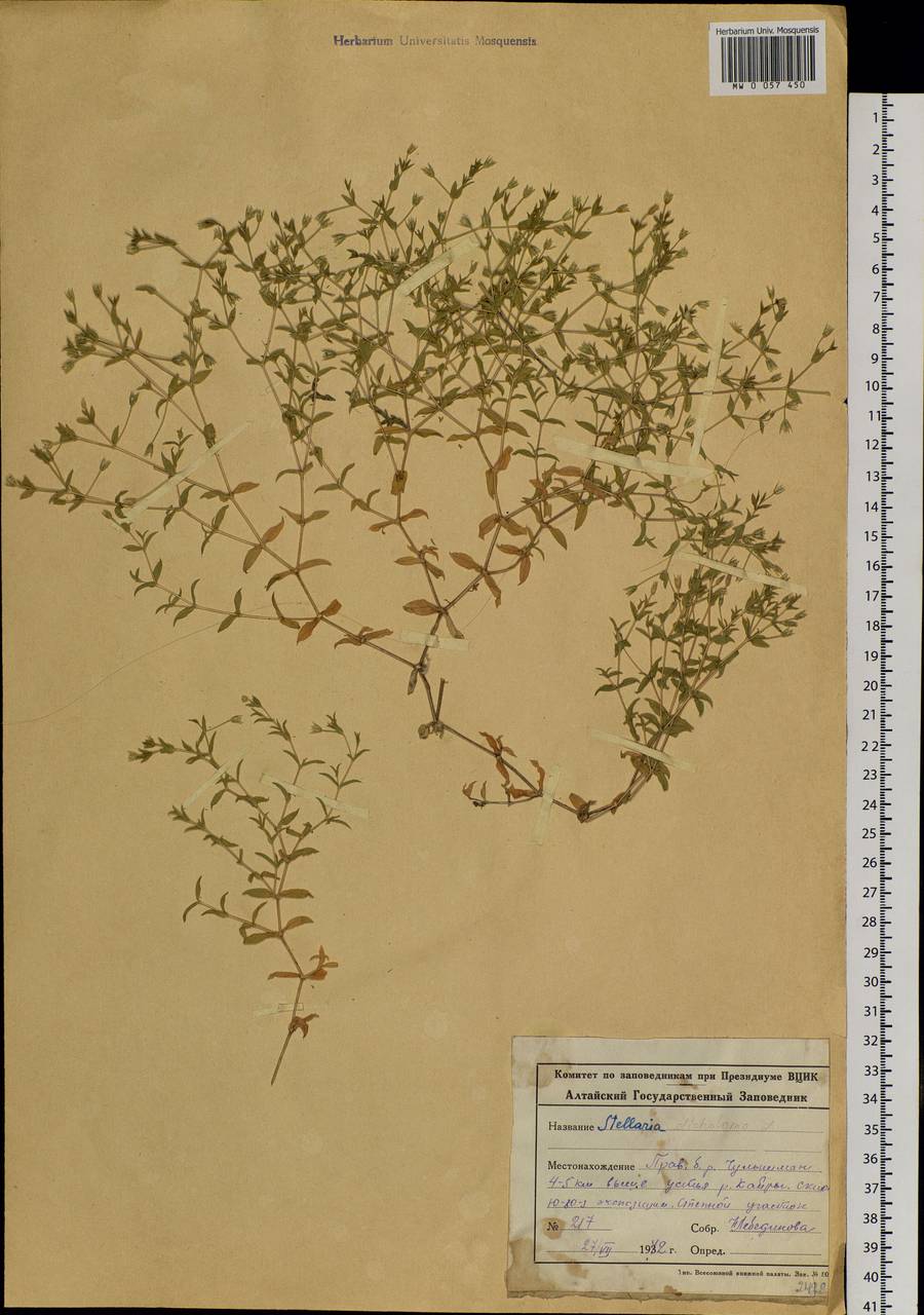 Mesostemma dichotomum (L.) Arabi, Rabeler & Zarre, Siberia, Altai & Sayany Mountains (S2) (Russia)
