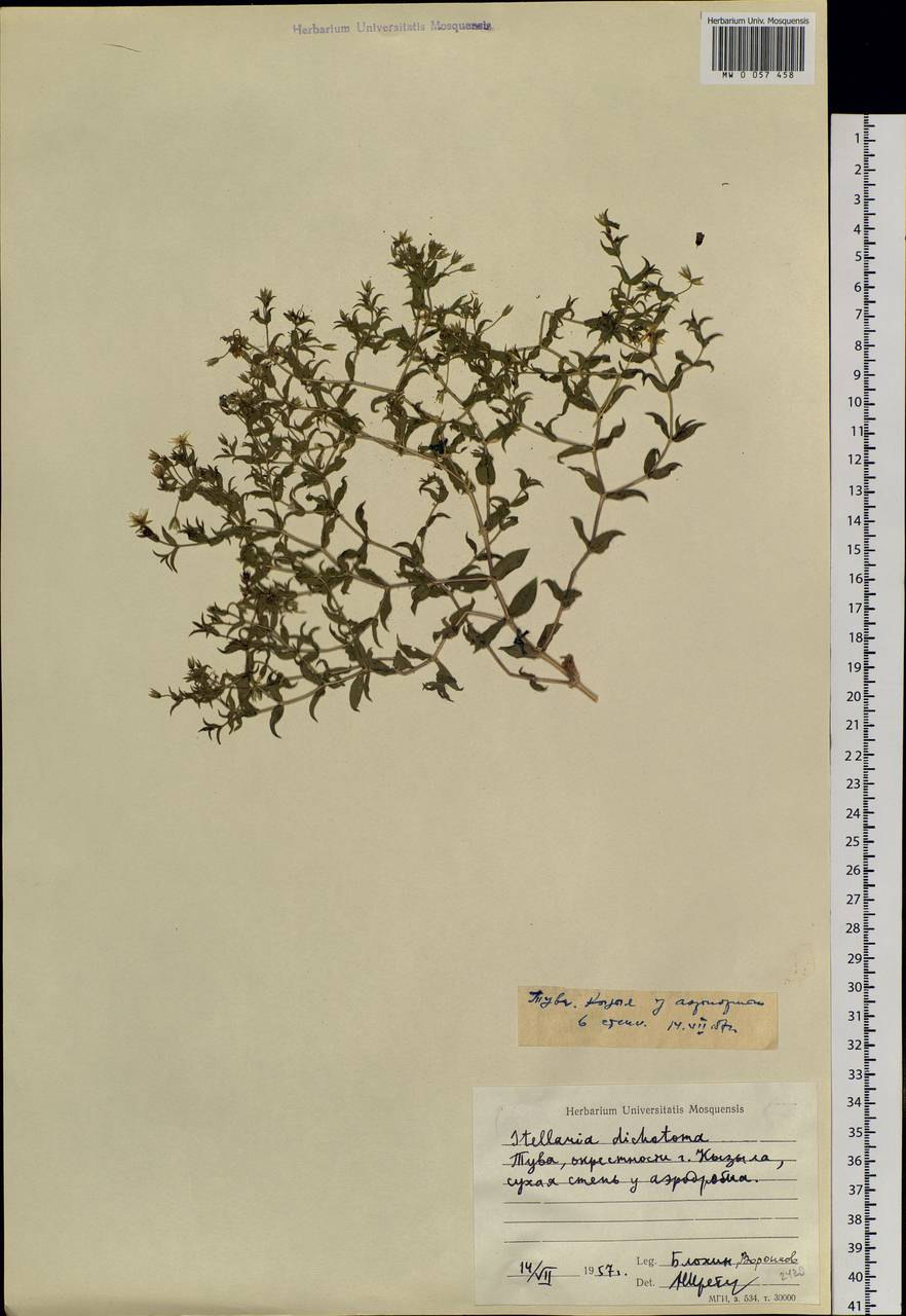 Mesostemma dichotomum (L.) Arabi, Rabeler & Zarre, Siberia, Altai & Sayany Mountains (S2) (Russia)