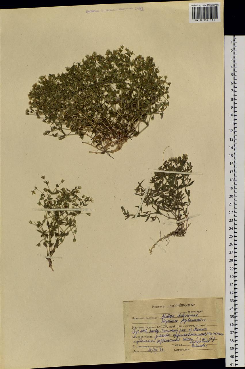 Mesostemma dichotomum (L.) Arabi, Rabeler & Zarre, Siberia, Altai & Sayany Mountains (S2) (Russia)