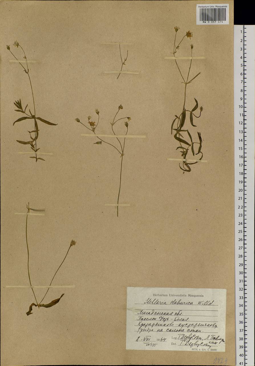 Stellaria davurica D. F. K. Schltdl., Siberia, Chukotka & Kamchatka (S7) (Russia)