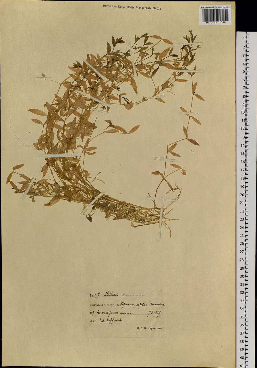 Stellaria crassifolia Ehrh., Siberia, Chukotka & Kamchatka (S7) (Russia)