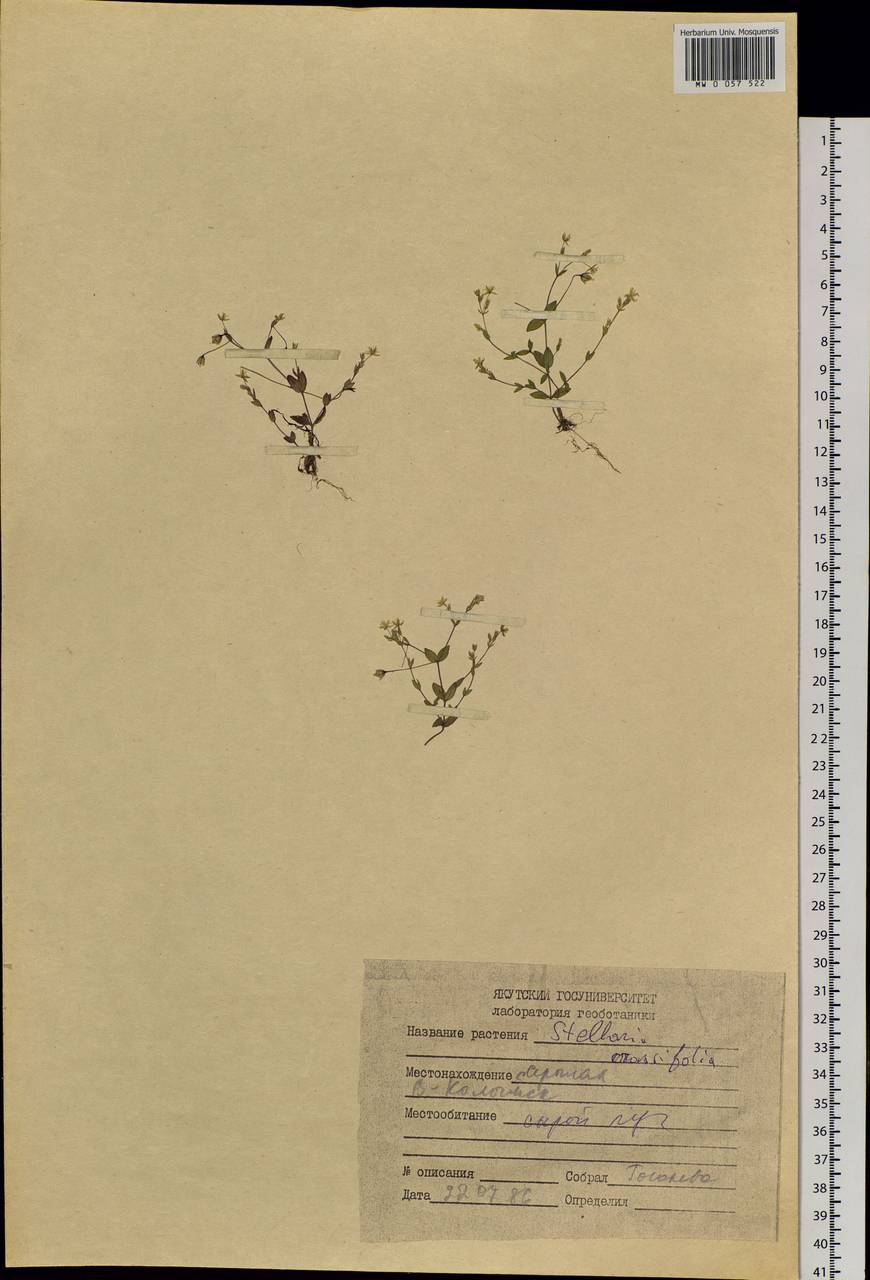 Stellaria crassifolia Ehrh., Siberia, Yakutia (S5) (Russia)