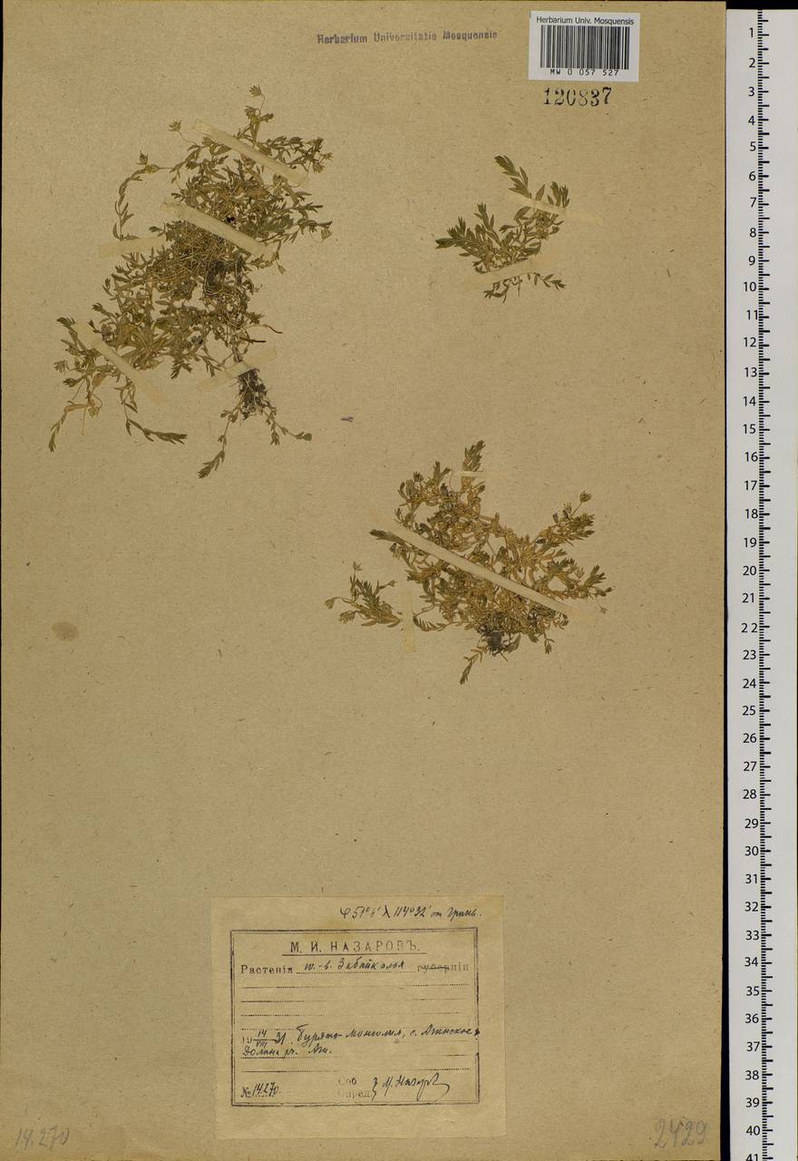 Stellaria crassifolia Ehrh., Siberia, Baikal & Transbaikal region (S4) (Russia)