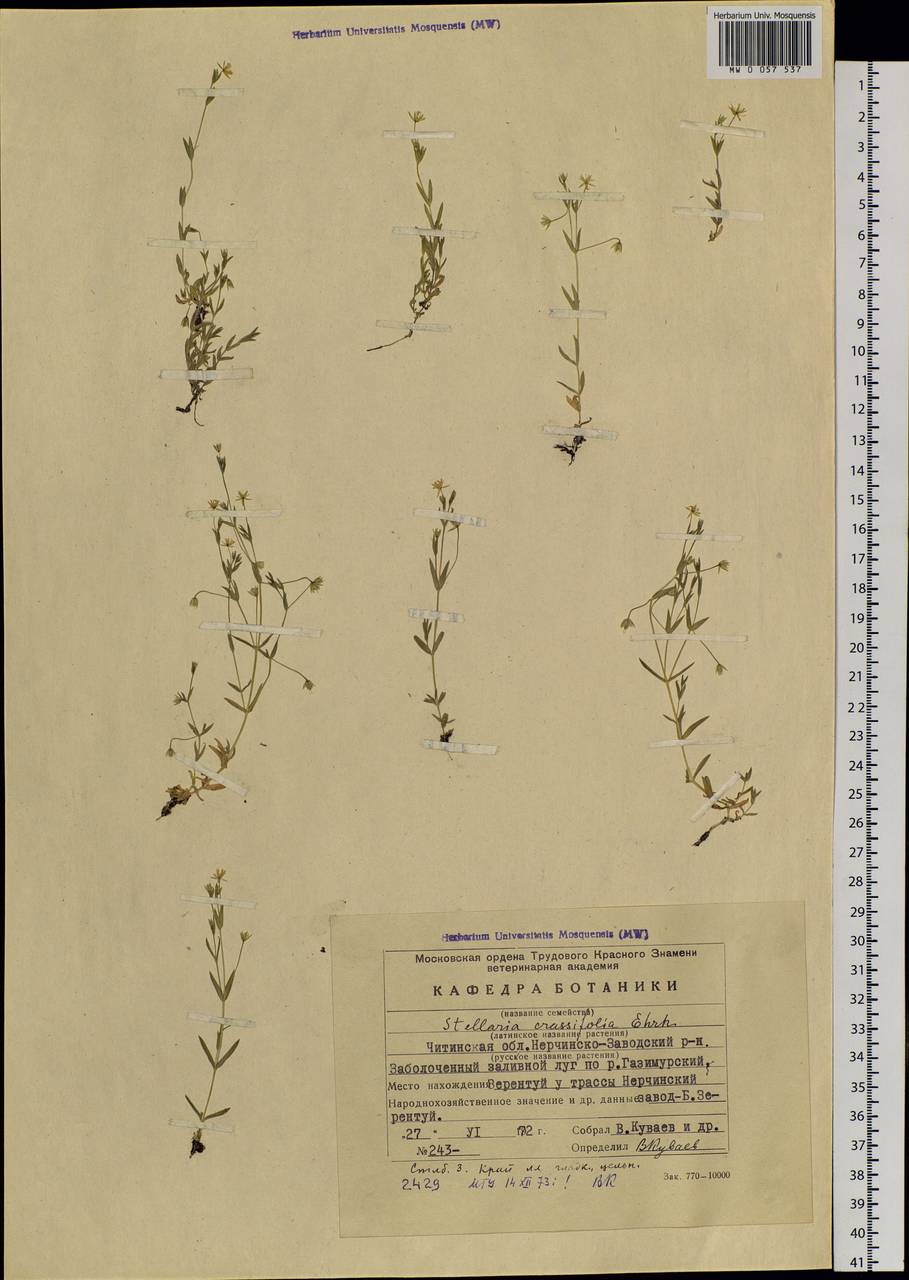 Stellaria crassifolia Ehrh., Siberia, Baikal & Transbaikal region (S4) (Russia)